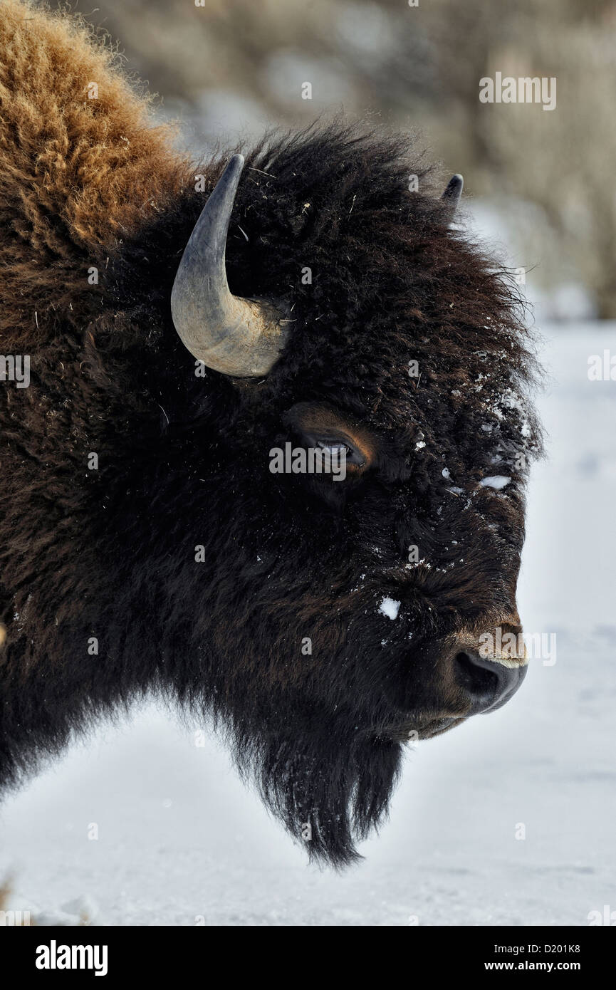 I bisonti americani (Bison bison), il Parco Nazionale di Yellowstone, Wyoming USA Foto Stock