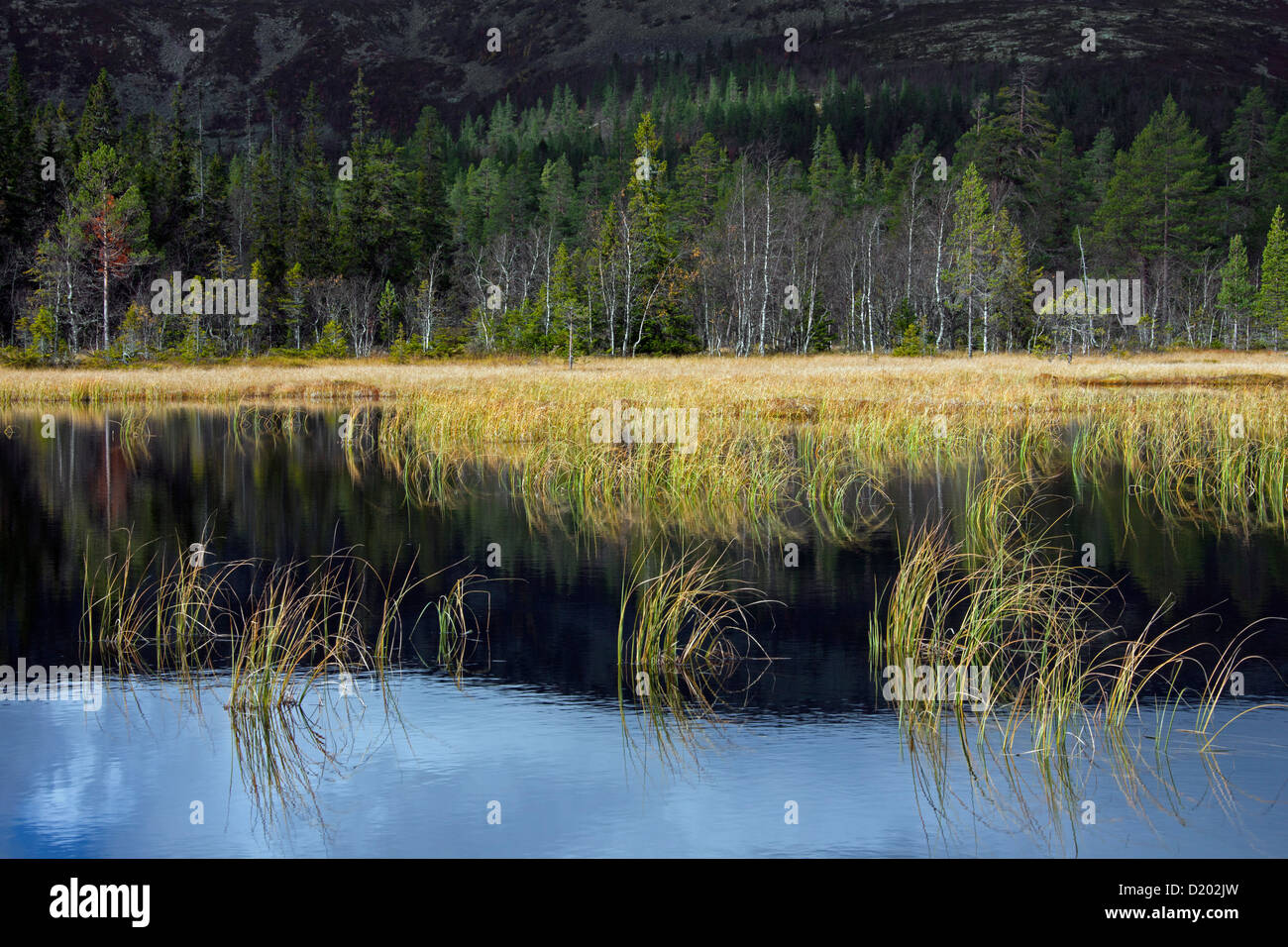 Bog lago nel Fulufjället National Park, Dalarna, Svezia e Scandinavia Foto Stock