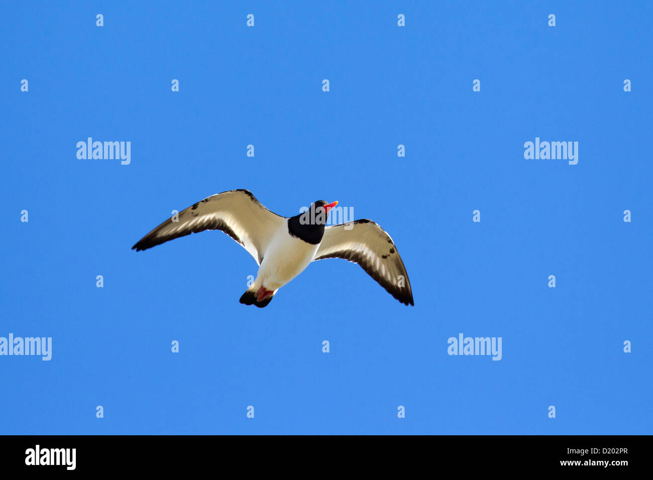 Pied comune Oystercatcher / Eurasian Oystercatcher (Haematopus ostralegus) in volo contro il cielo blu Foto Stock