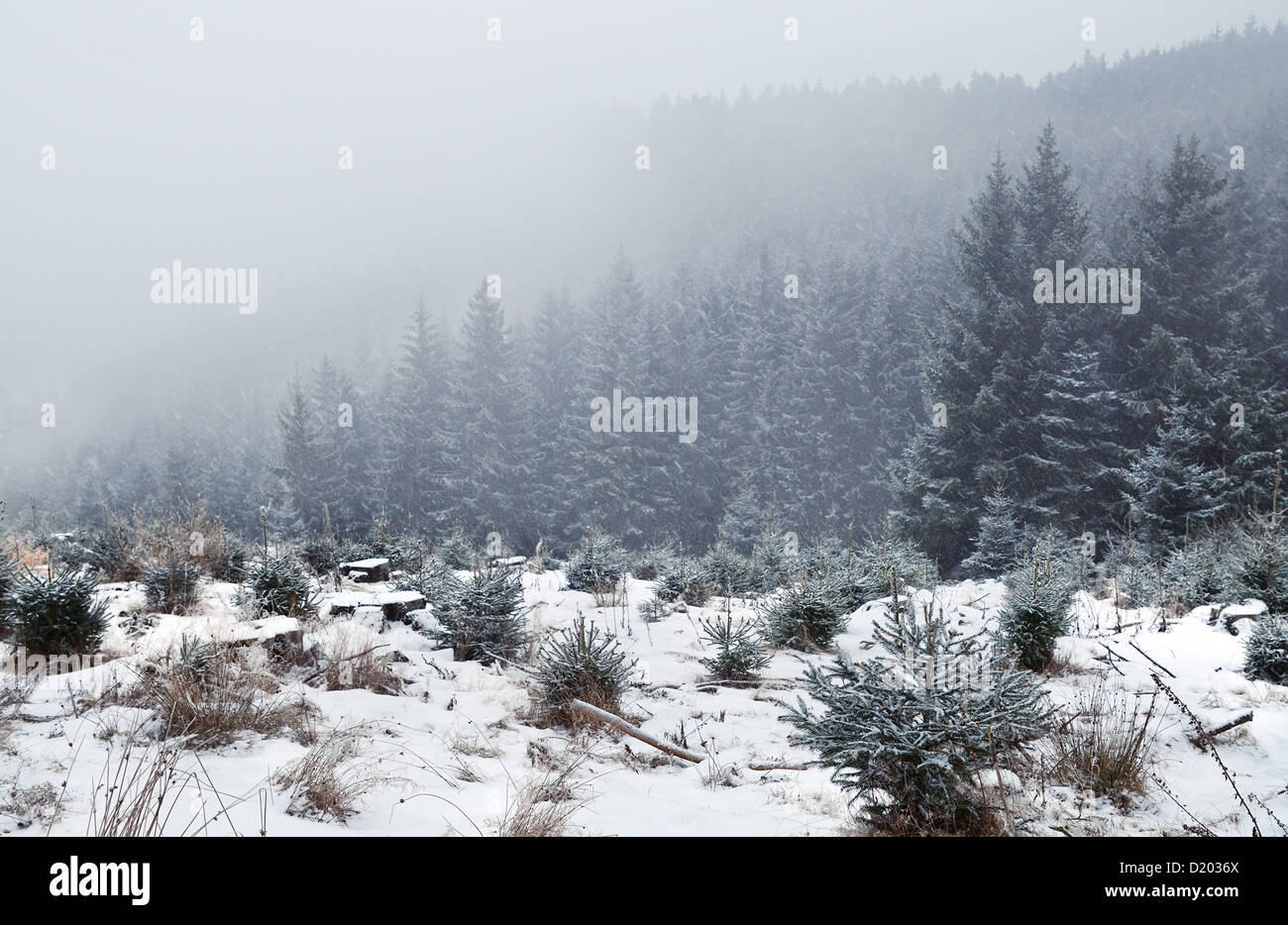 Tempesta di neve nella foresta di conifere, montagne Harz Foto Stock