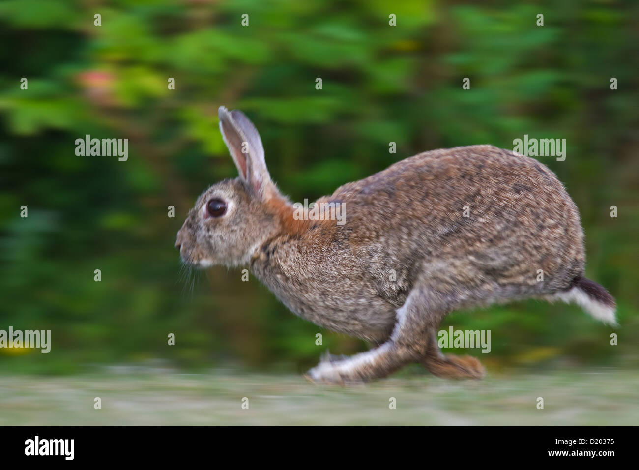 Coniglio europeo / comune coniglio (oryctolagus cuniculus) corre veloce in campo lungo il bordo della foresta Foto Stock