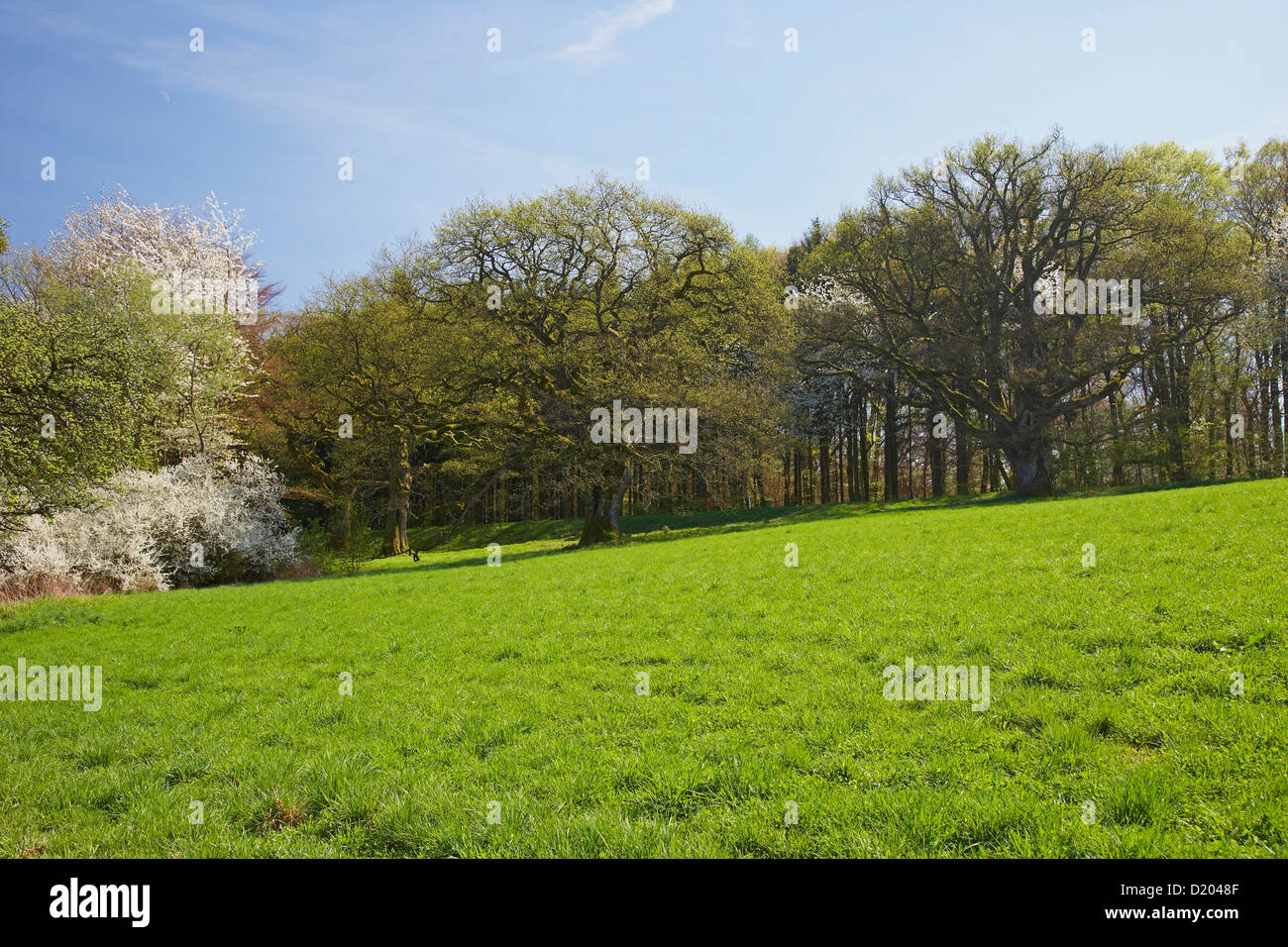 Vecchie querce vicino a Tholey, monumento naturale, Saarland, Germania, Europa Foto Stock