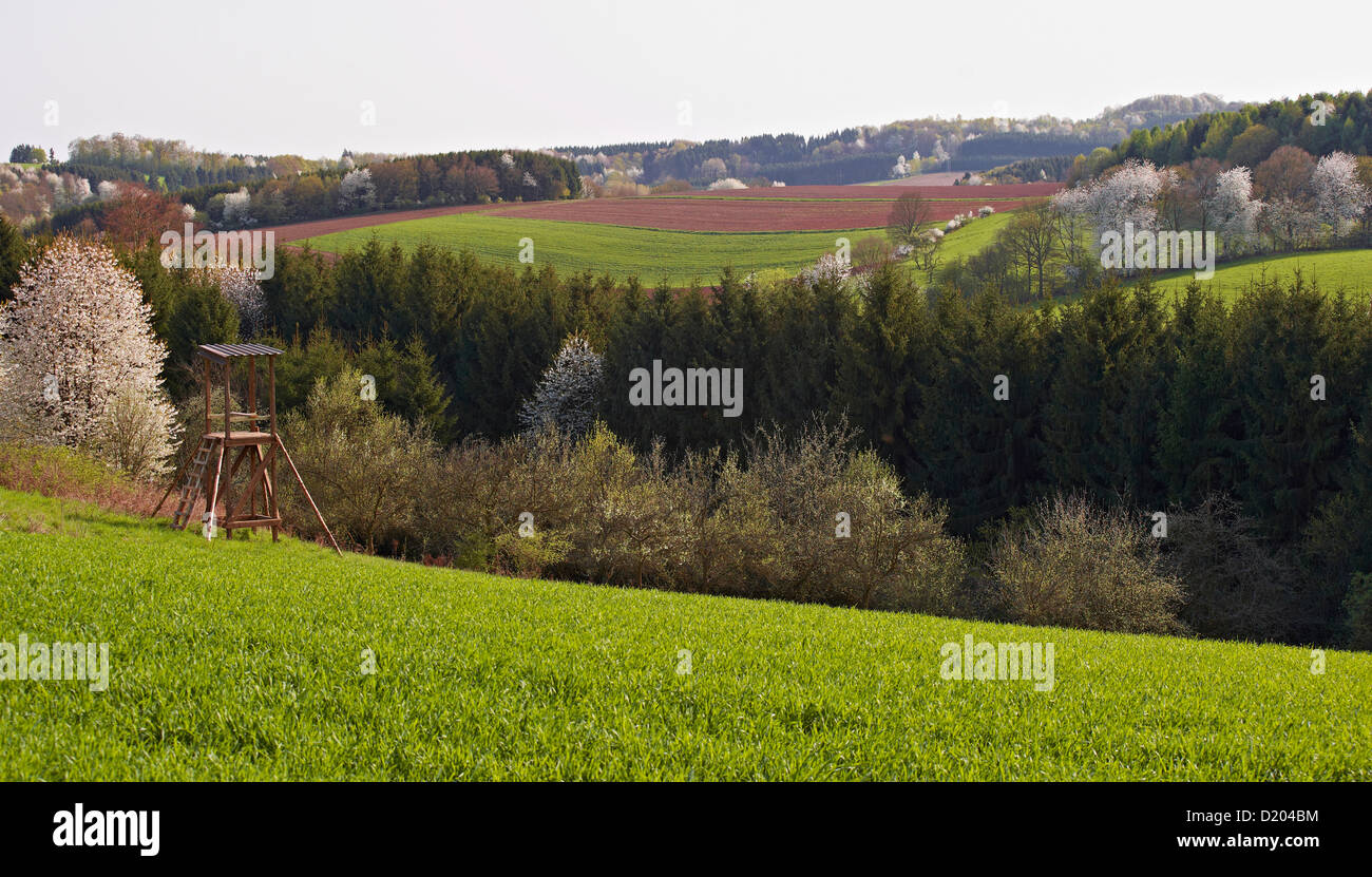 La fioritura dei ciliegi nel paesaggio idilliaco a Tholey, Saarland, Germania, Europa Foto Stock
