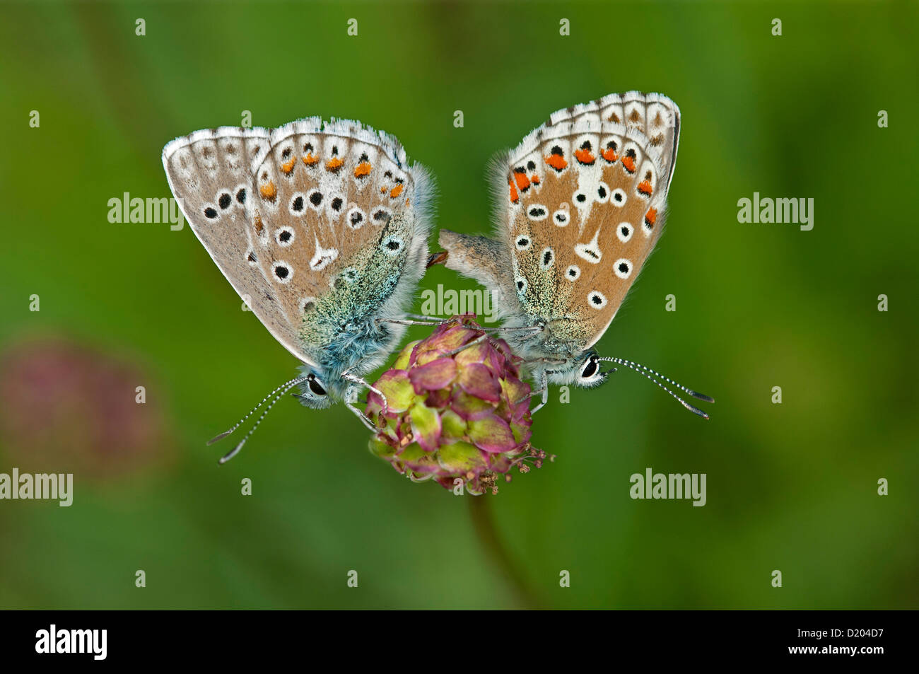 Comune di accoppiamento farfalle blu (Polymattus icaro) Foto Stock