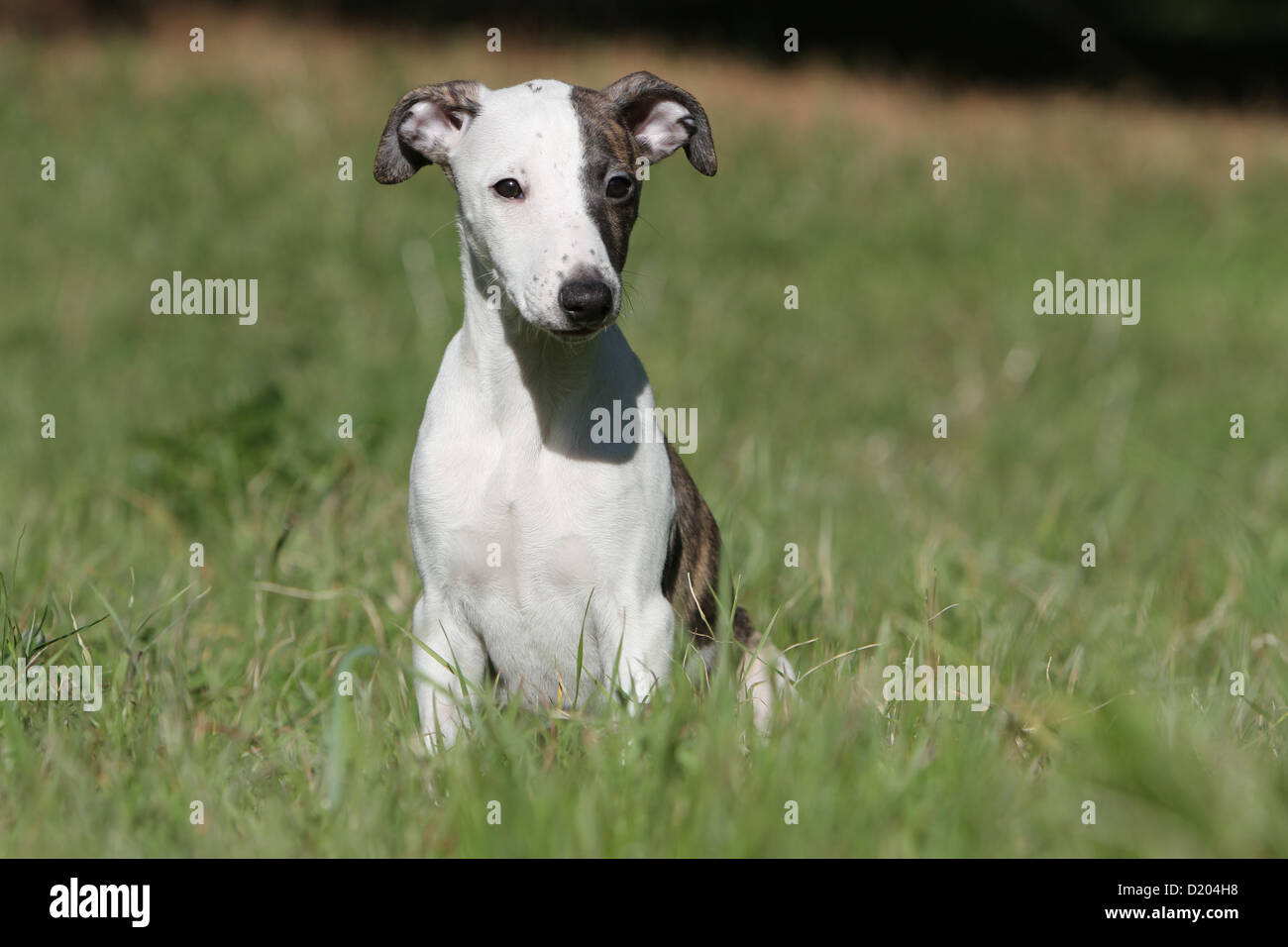 Cane Whippet Inglese Greyhound Miniatura Cucciolo Seduto In Erba
