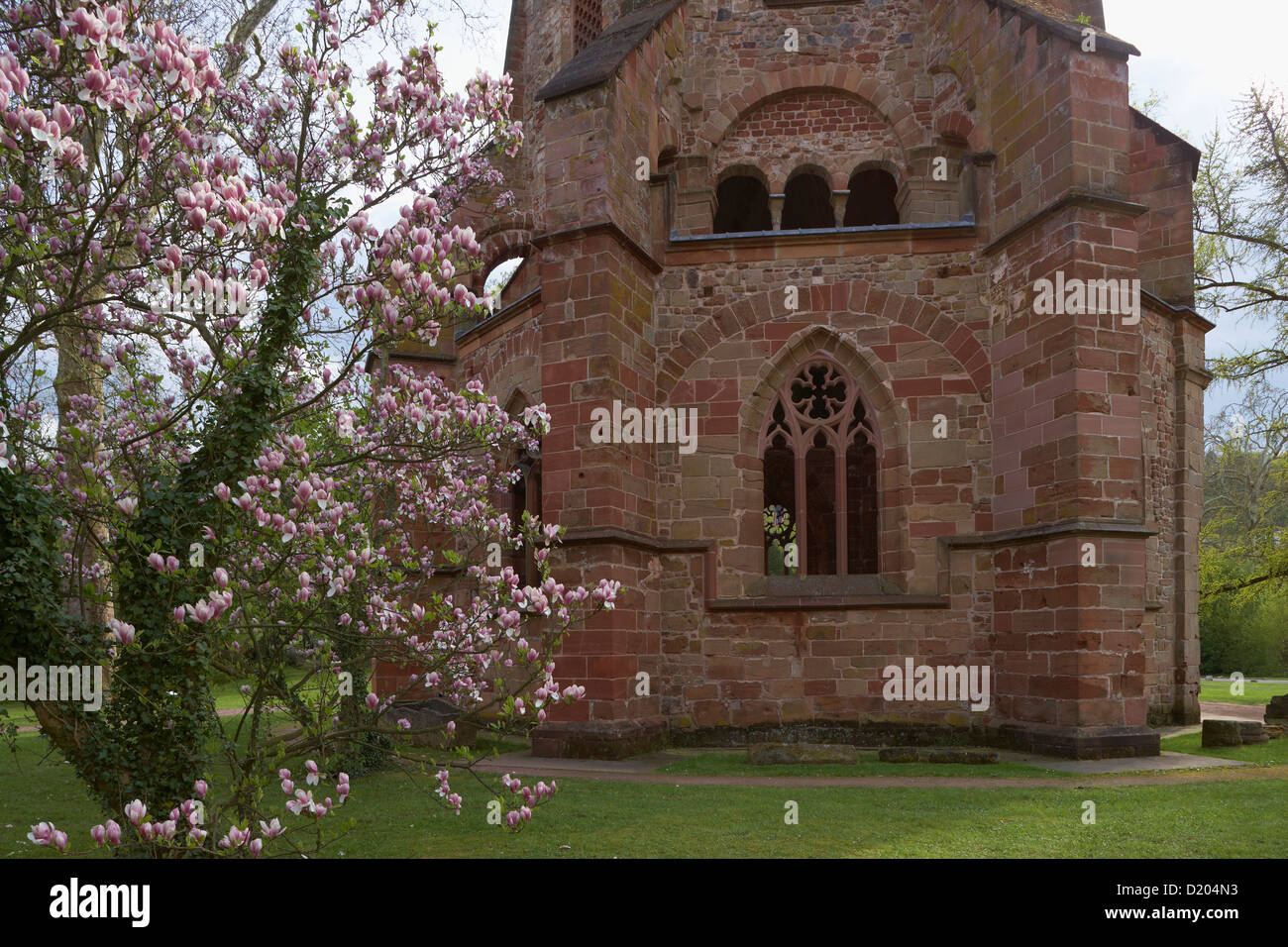 Blooming magnolia presso la vecchia torre nel parco della vecchia abbazia, centro avventura Villeroy &amp;amp;amp; Boch, Mettlach, Saarlan Foto Stock