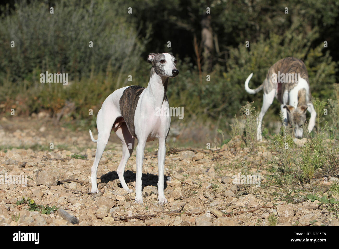 Cane Whippet (Inglese Greyhound miniatura) adulto in piedi sul suolo Foto Stock