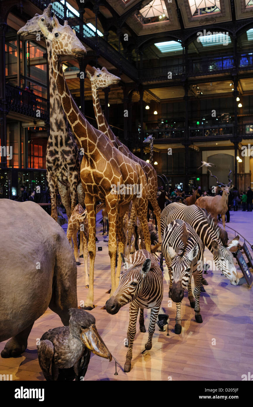 Animali Taxidermied, Grande Galerie de l'évolution (Sala Grande dell'Evoluzione), il Museo di Storia Naturale di Parigi, Parigi, Francia Foto Stock