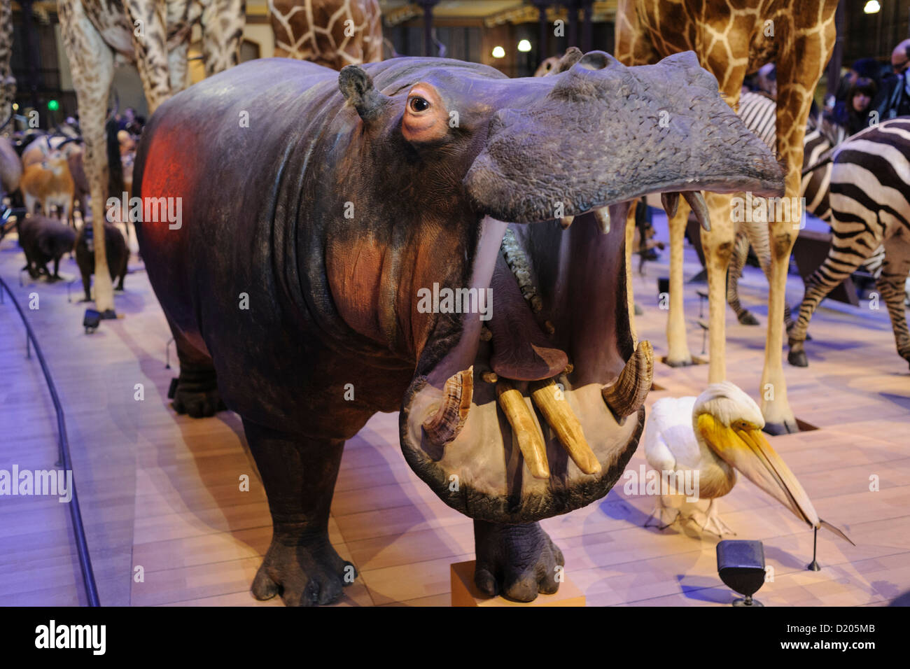 Taxidermied ippopotamo, Grande Galerie de l'évolution (Sala Grande dell'Evoluzione), il Museo di Storia Naturale, Parigi, Francia Foto Stock