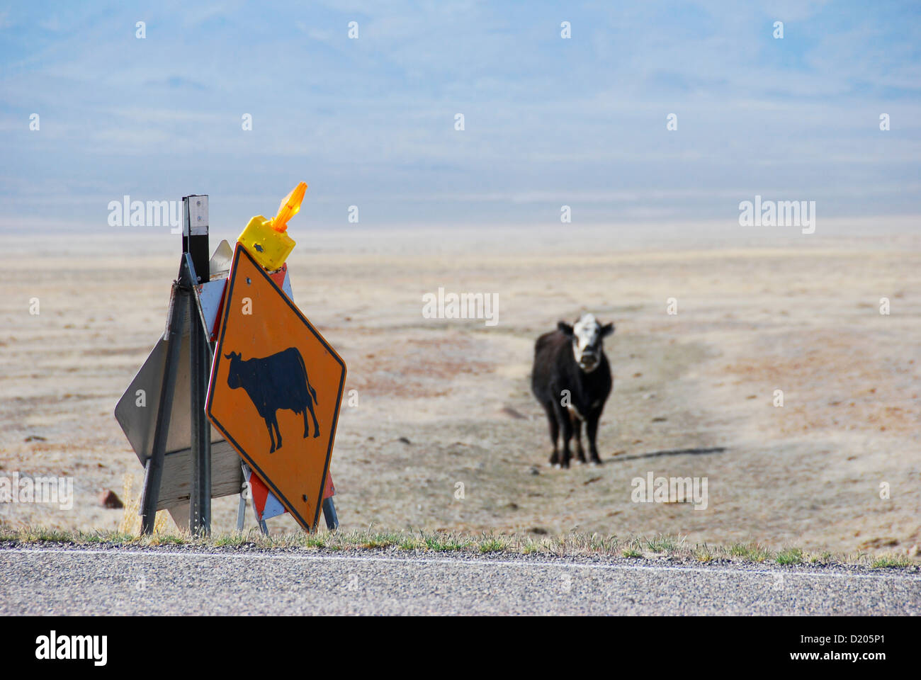 Avvicinamento di mucca pazza cartello segnaletico lungo la Highway 50 nella gamma open del Nevada. Foto Stock