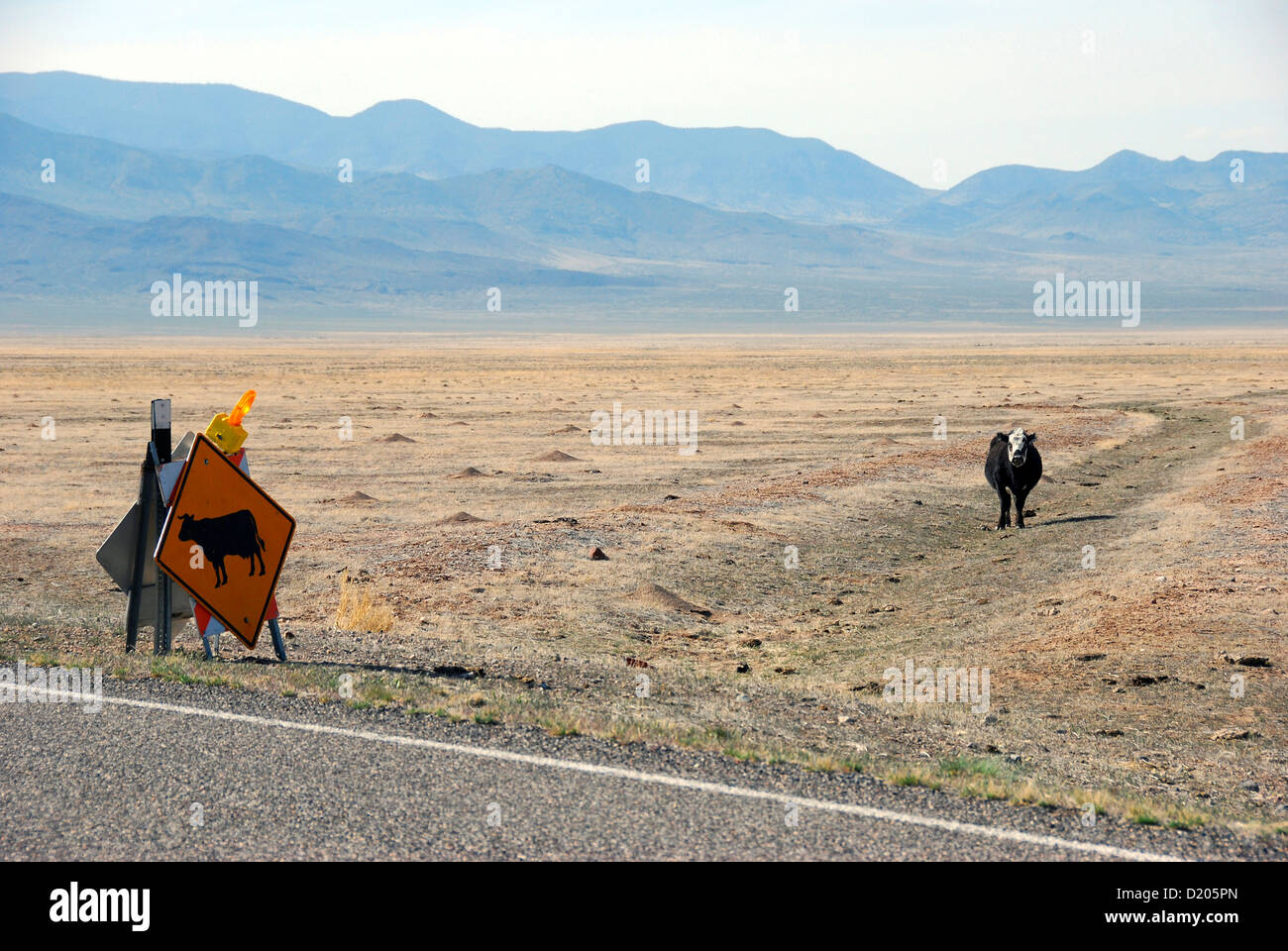 Avvicinamento di mucca pazza cartello segnaletico lungo la Highway 50 nella gamma open del Nevada. Foto Stock
