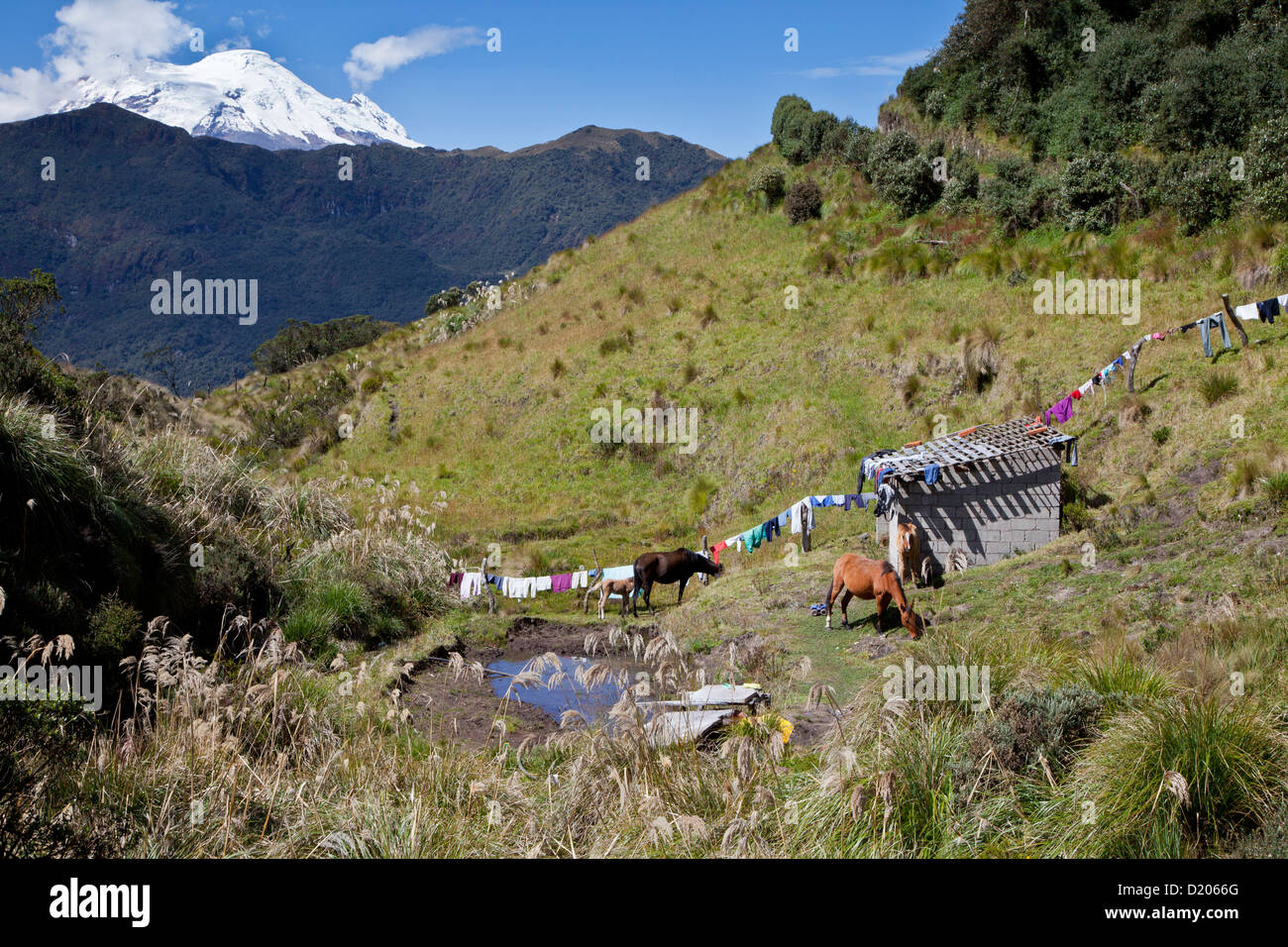 Vulcano Antisana (5758m) e cavalli visto da di Papallacta pass, Ecuador, Ande, Sud America Foto Stock