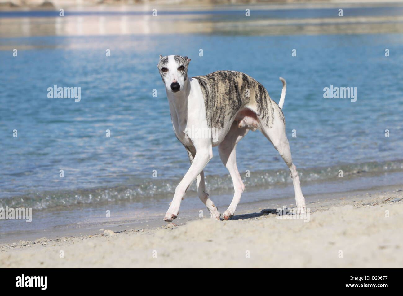 TammieLove, poster da parete in metallo con scritta Spiaggia e cane, motivo: levrieri, decorazione da parete per garage, 20 x 30 cm