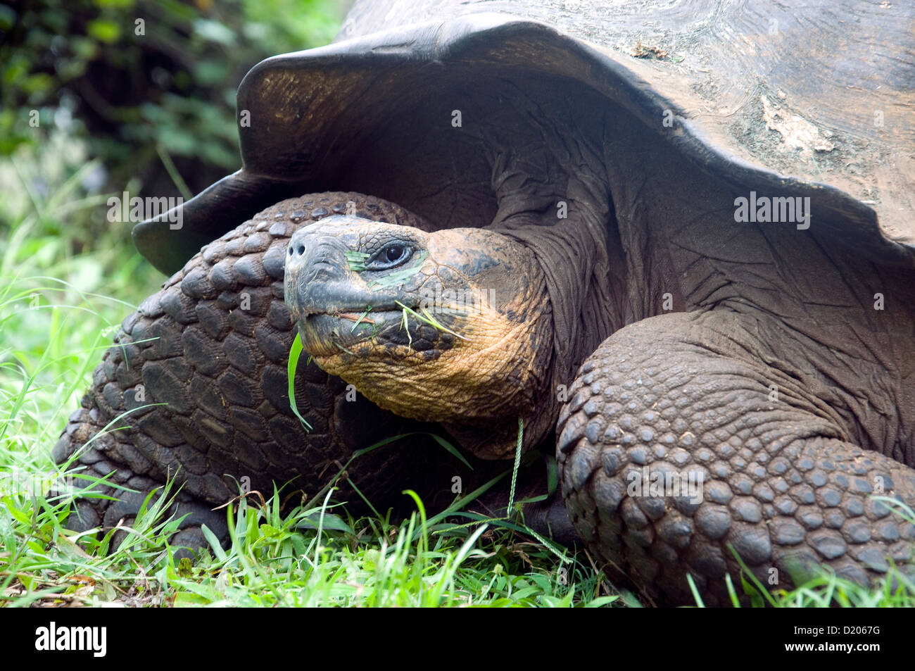 Una gigantesca tartaruga Galapagos [Geochelone elephantopus] erba roditura nella evergreen Highland riserva sulla isola di Santa Cruz Foto Stock