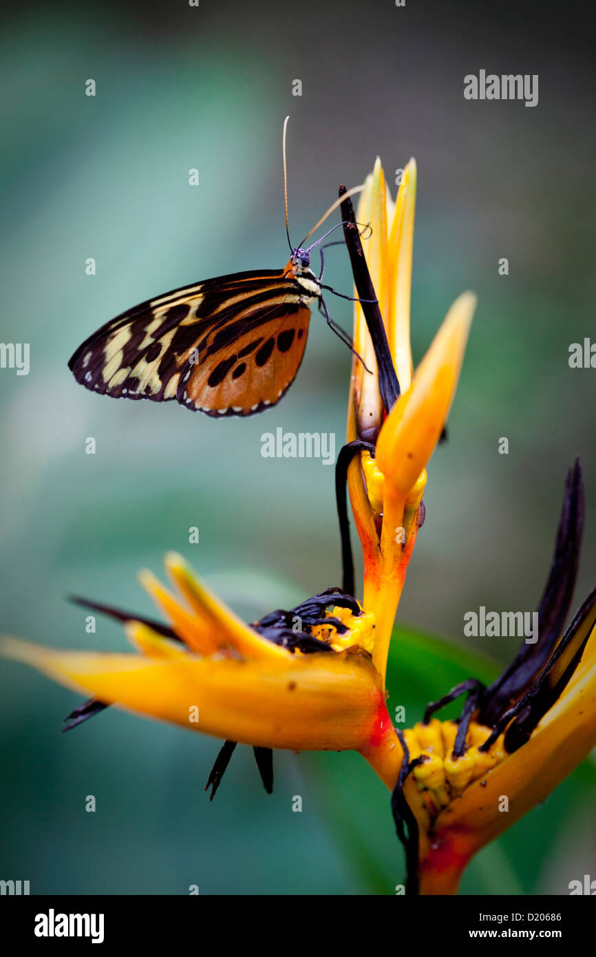 Butterfly su un uccello del paradiso fiore, Amazone, Ecuador, Sud America Foto Stock