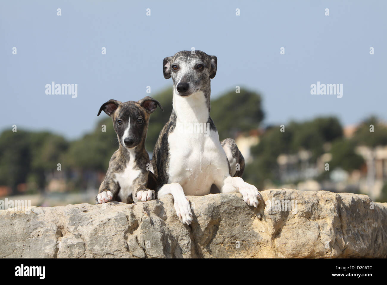 Cane Whippet Inglese Greyhound Miniatura Adulto E Cucciolo