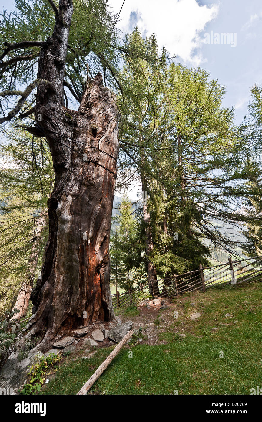 Vecchio larice, Val d'Ultimo, Alto Adige, Italia Foto Stock