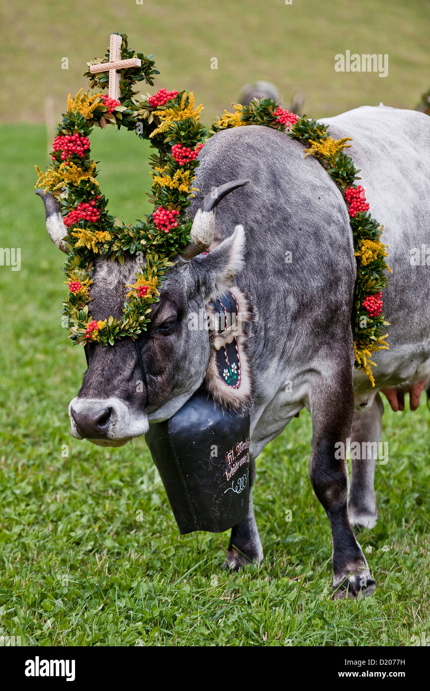 Mucca con decorazioni floreali, guidare dai pascoli di montagna, Almabtrieb, Val d'Ultimo, Alto Adige, Italia Foto Stock