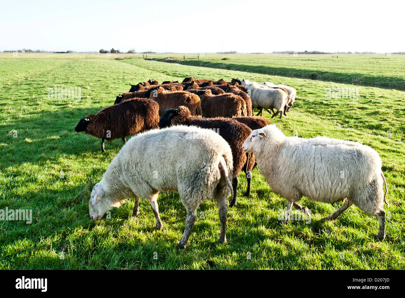 Dairy pecore sui pascoli nei pressi di San Peter-Ording, Northfriesland, Germania Foto Stock