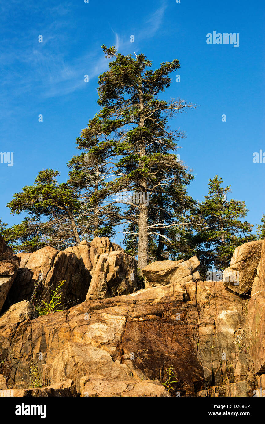Albero di abete e di roccia di granito, parco nazionale di Acadia, Maine, Stati Uniti d'America Foto Stock