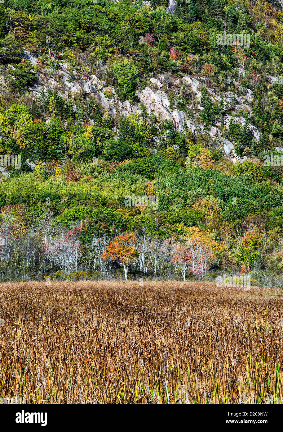 Mountain scenic, parco nazionale di Acadia, Maine, Stati Uniti d'America Foto Stock