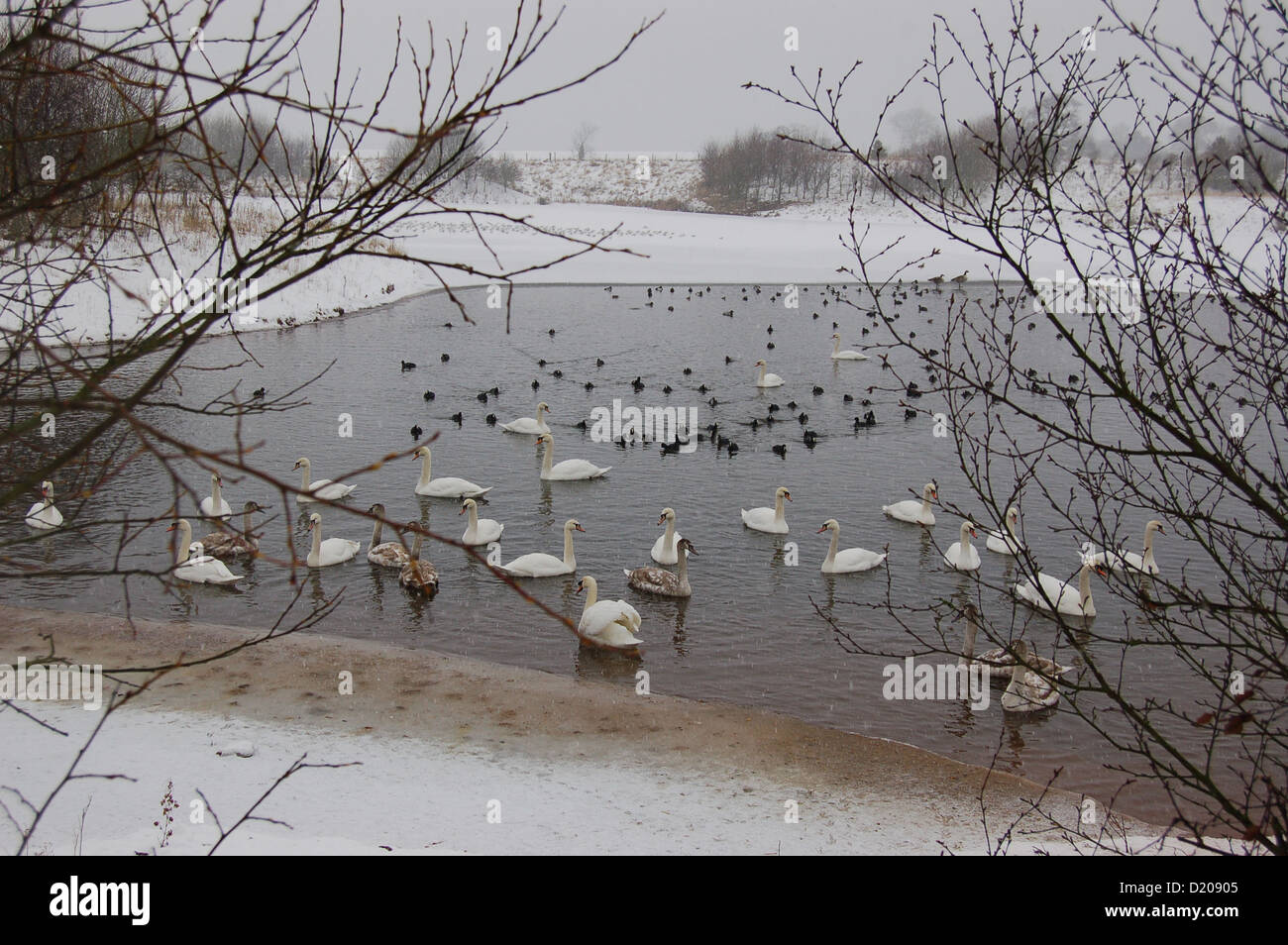 South Staffordshire waterfowl lago in inverno Foto Stock