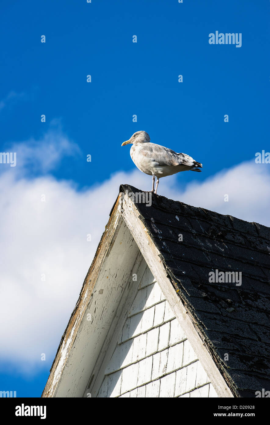 Seagull appollaiato su un tetto rustico, Maine, Stati Uniti d'America Foto Stock