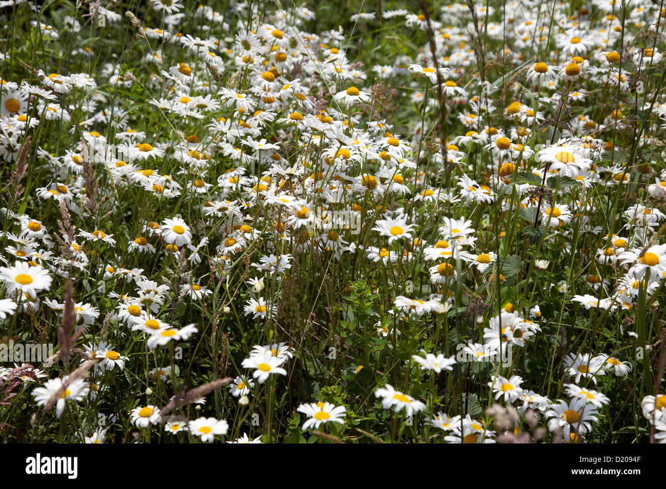 Callander, UK, fiore prato nelle Highlands della Scozia Foto Stock