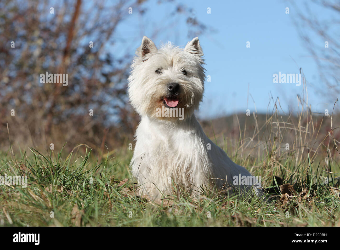 Cane West Highland White Terrier / Westie adulto seduto di fronte Foto Stock