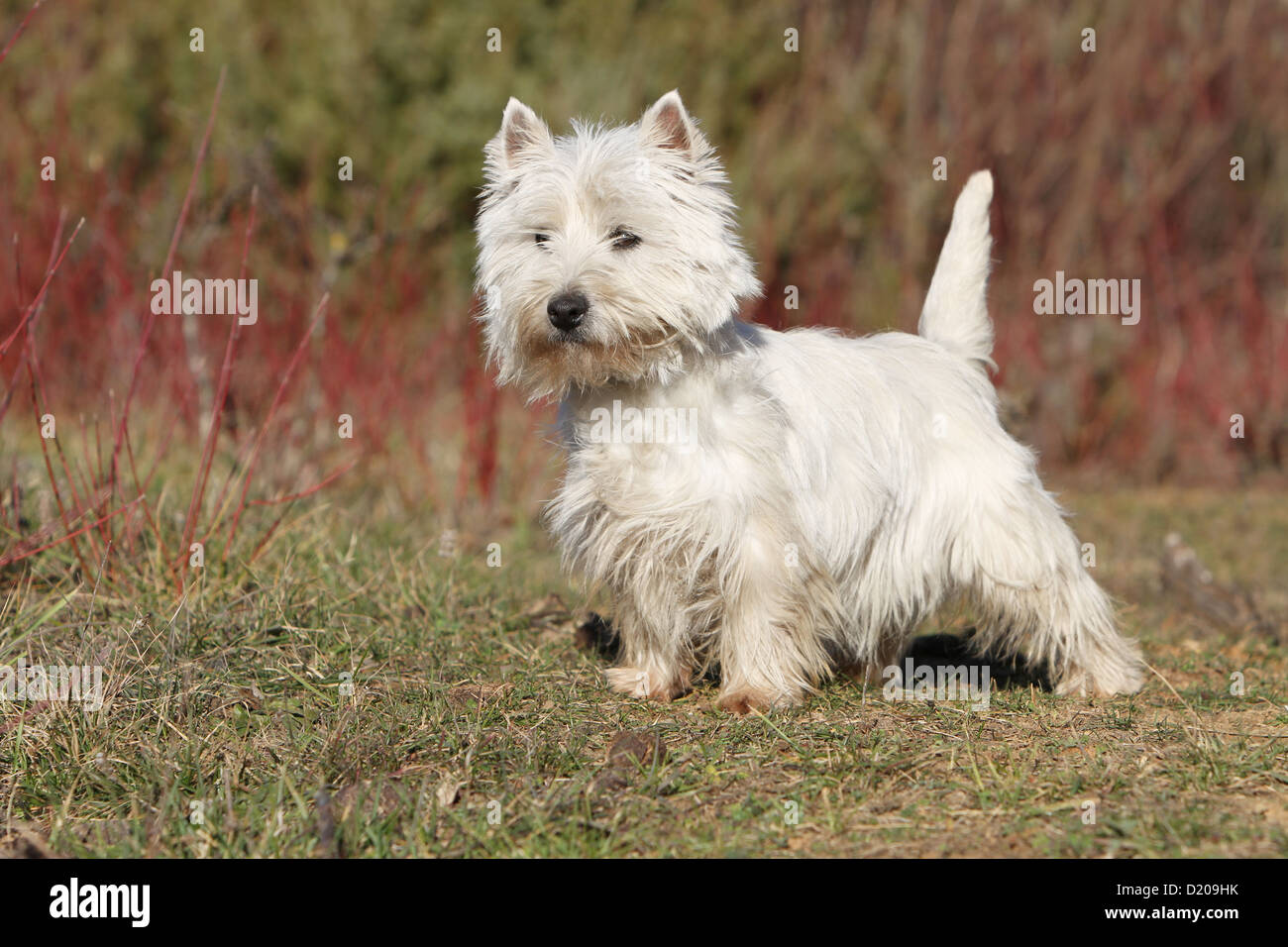 Cane West Highland White Terrier / Westie adulti profilo standard Foto Stock