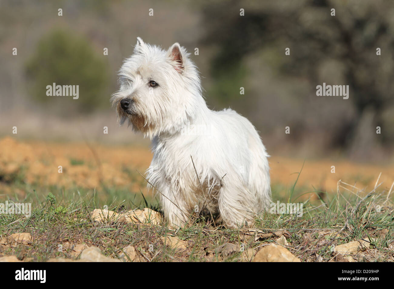 Cane West Highland White Terrier / Westie adulti Profilo permanente Foto Stock