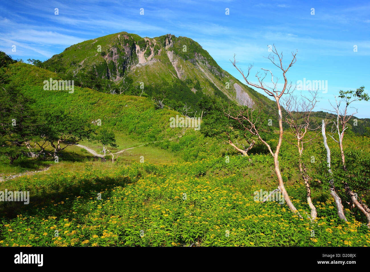 Ligularia dentata e Mt. Nikko Shirane in Tochigi, Giappone Foto Stock