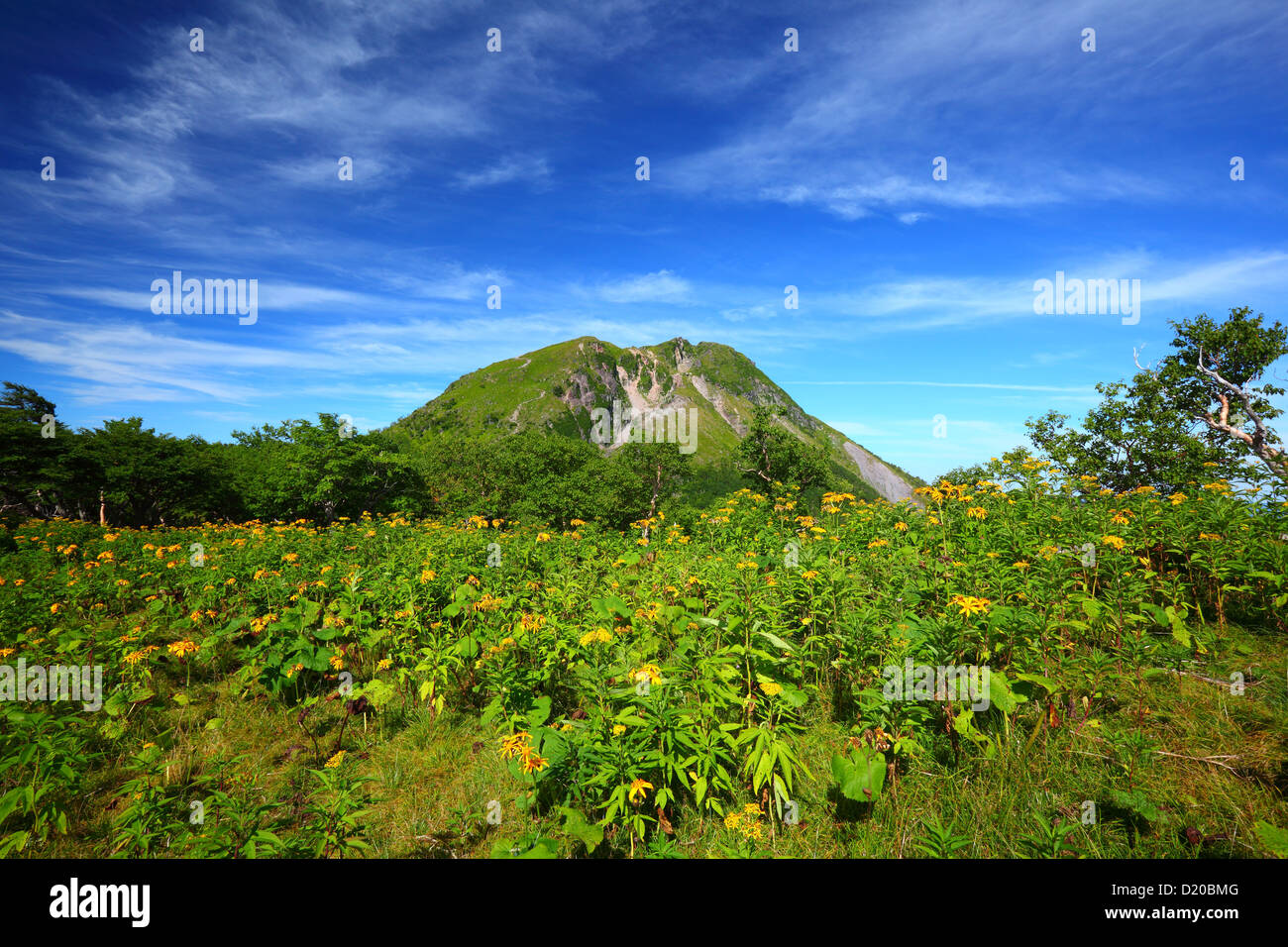 Ligularia dentata e Mt. Nikko Shirane in Tochigi, Giappone Foto Stock