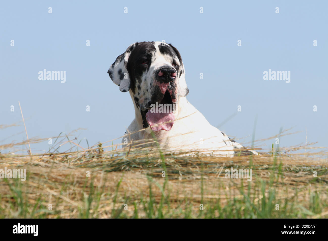 Cane Alano / Deutsche Dogge adulto Harlequin ritratto Foto Stock