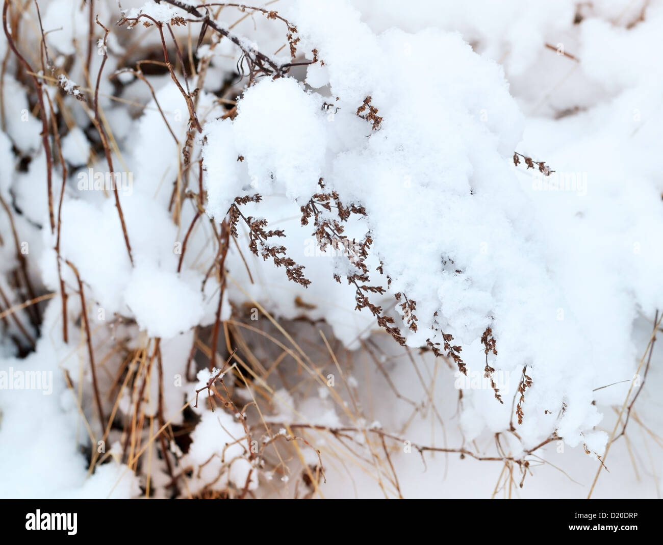 Natura invernale frammento, erba secca ricoperta di neve Foto Stock