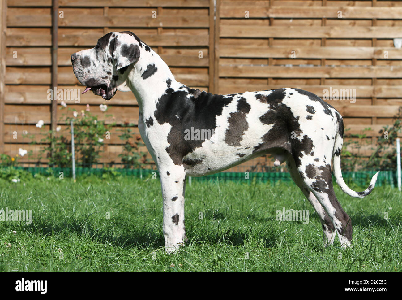 Cane Alano / Deutsche Dogge adulto Arlecchino profilo standard Foto Stock