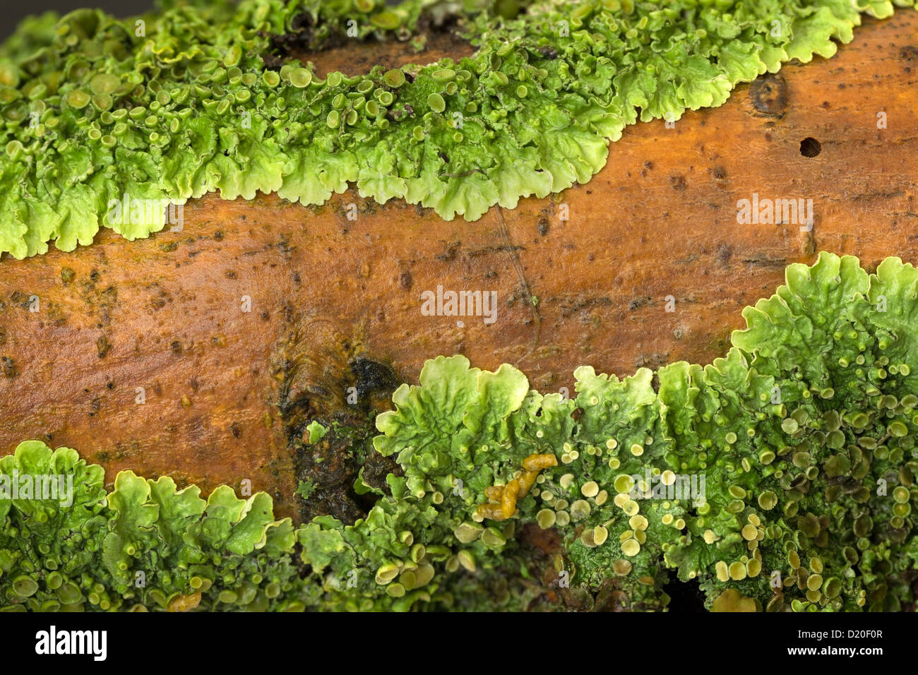 Colore verde brillante Foliose Lichen Xanthoria parietina crescente di cenere sul ramo di albero, Leicestershire, England, Regno Unito Foto Stock