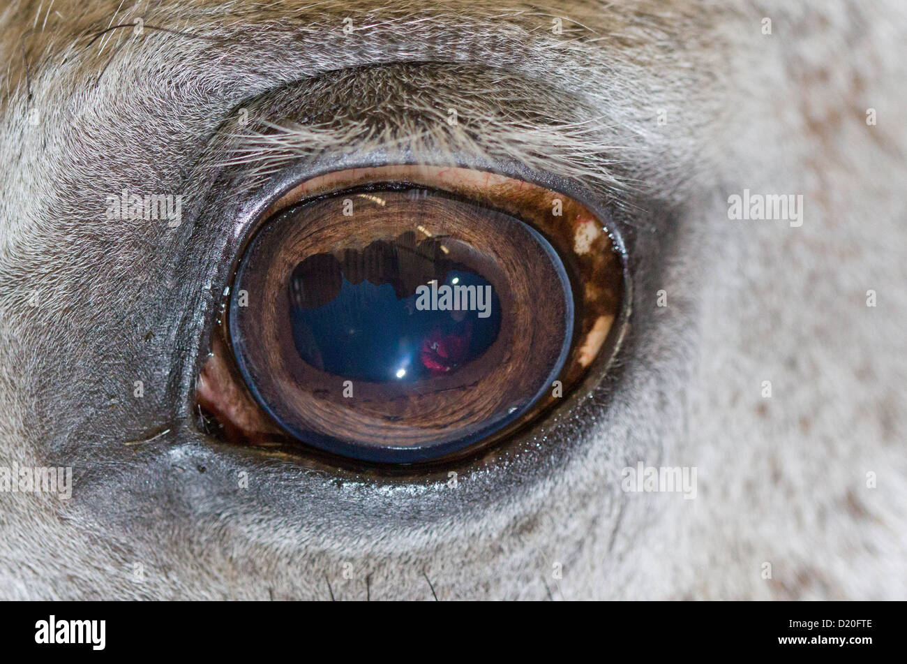 Un NADA dipendente è riflessa in un occhio di un cavallo durante la dimostrazione di un test antidoping per i cavalli in una stalla in Riesenbeck, Germania, 09 gennaio 2013. La nazionale tedesca Agenzia Anti-Soping (NADA) e il tedesco del Comitato olimpico per sport equestri (DOKR) dimostrano il nuovo test antidoping per cavalli a stalla di mostrare il ponticello di Ludger Beerbaum. Foto: Friso Gentsch Foto Stock