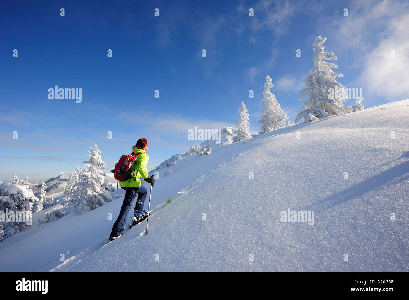 Donna sci backcountry, salendo attraverso il bosco invernale a Schildenstein, Schildenstein, Tegernseer gamma, Prealpi bavaresi, Foto Stock