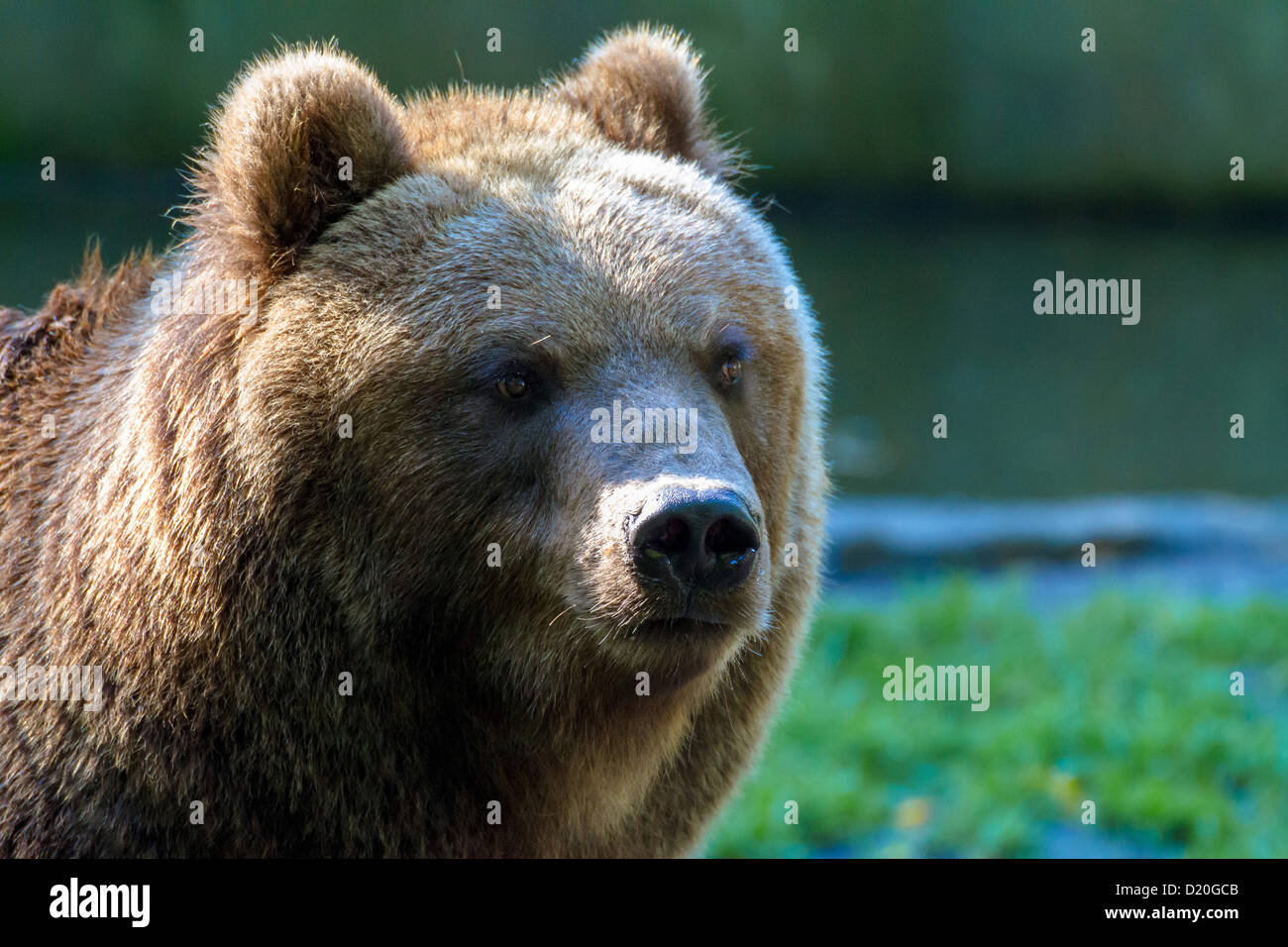 Kamtchatka bear (Ursus arctos beringianus). Foto Stock