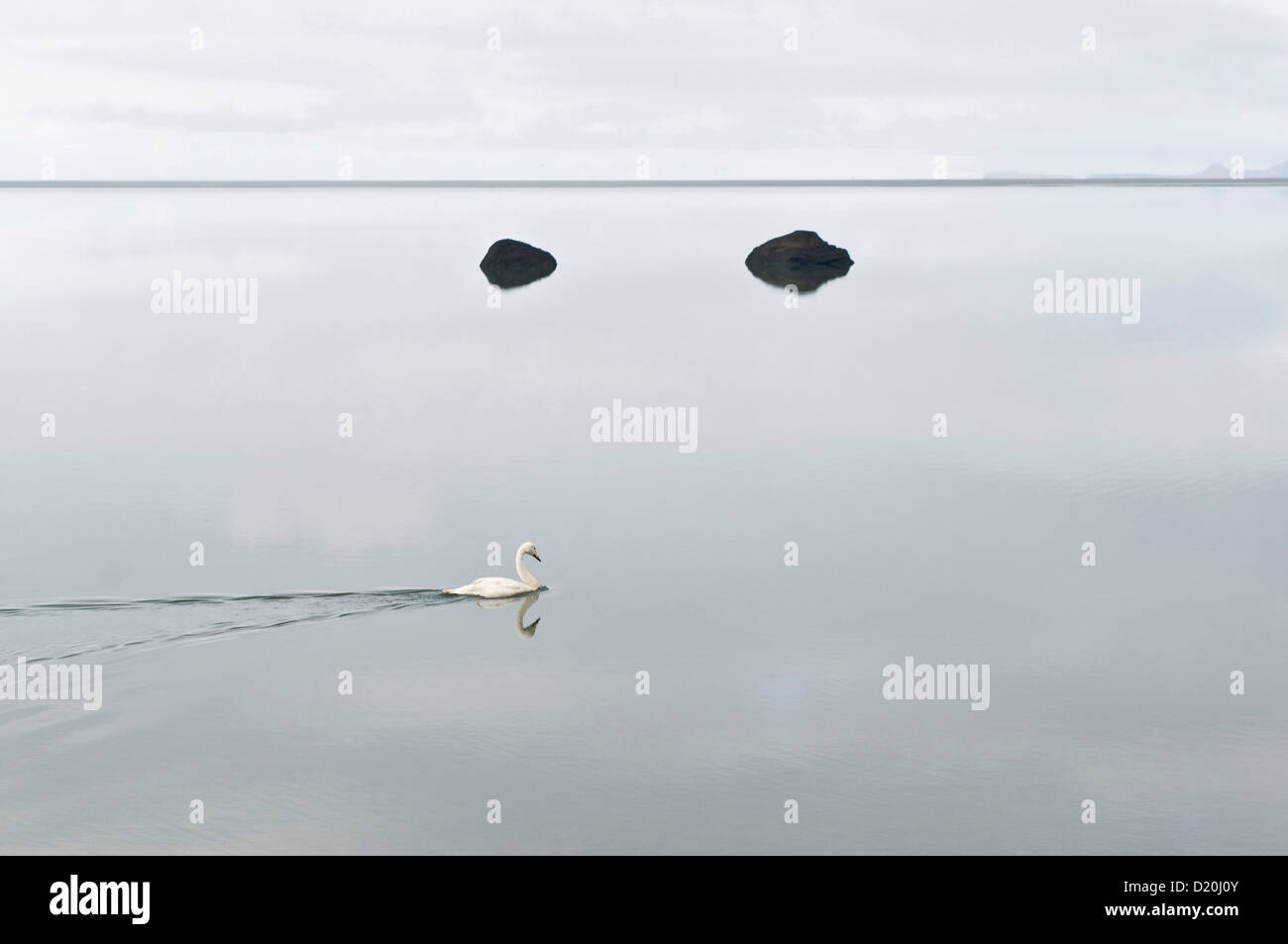 Whooper gironzolano nelle tranquille acque della laguna vicino Skogar, Islanda, Scandinavia, Europa Foto Stock