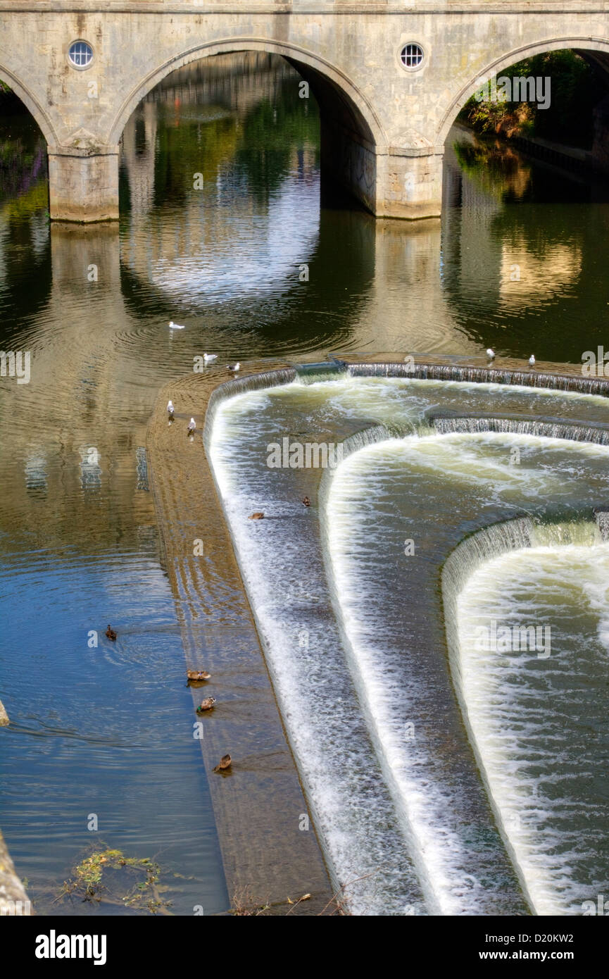 Gabbiani e anatre godendo il weir dallo storico Pulteney Bridge nella città di Bath, Somerset, GB Foto Stock