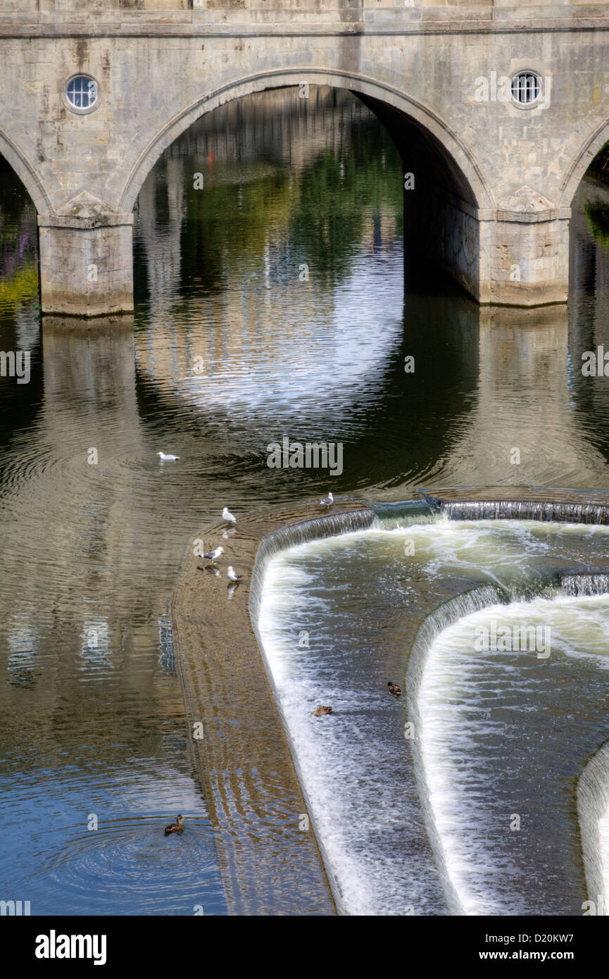 Gabbiani e anatre godendo il weir dallo storico Pulteney Bridge nella città di Bath, Somerset, GB Foto Stock