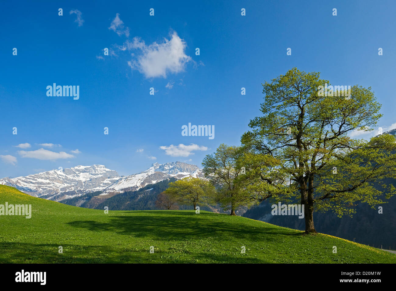 La molla a Klausen pass, Unterschachen, Canton Uri, Svizzera Foto Stock