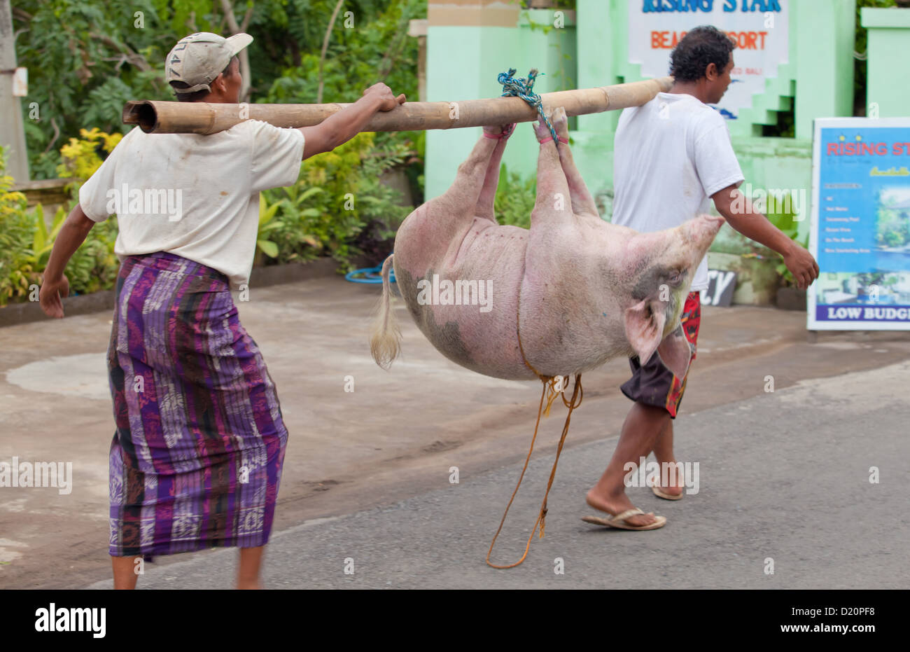 BALI - gennaio 30. Gli uomini portano i suini destinati alla macellazione per cerimonia Galungan on gennaio 30, 2012 a Bali, Indonesia. Foto Stock
