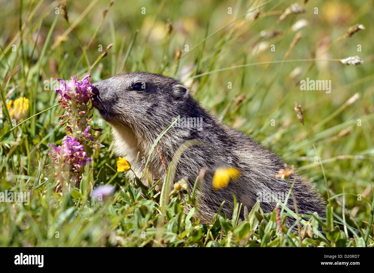 Closeup alpine marmotta (Marmota marmota) sniffing fiore nelle Alpi francesi, Savoie department a La Plagne Foto Stock