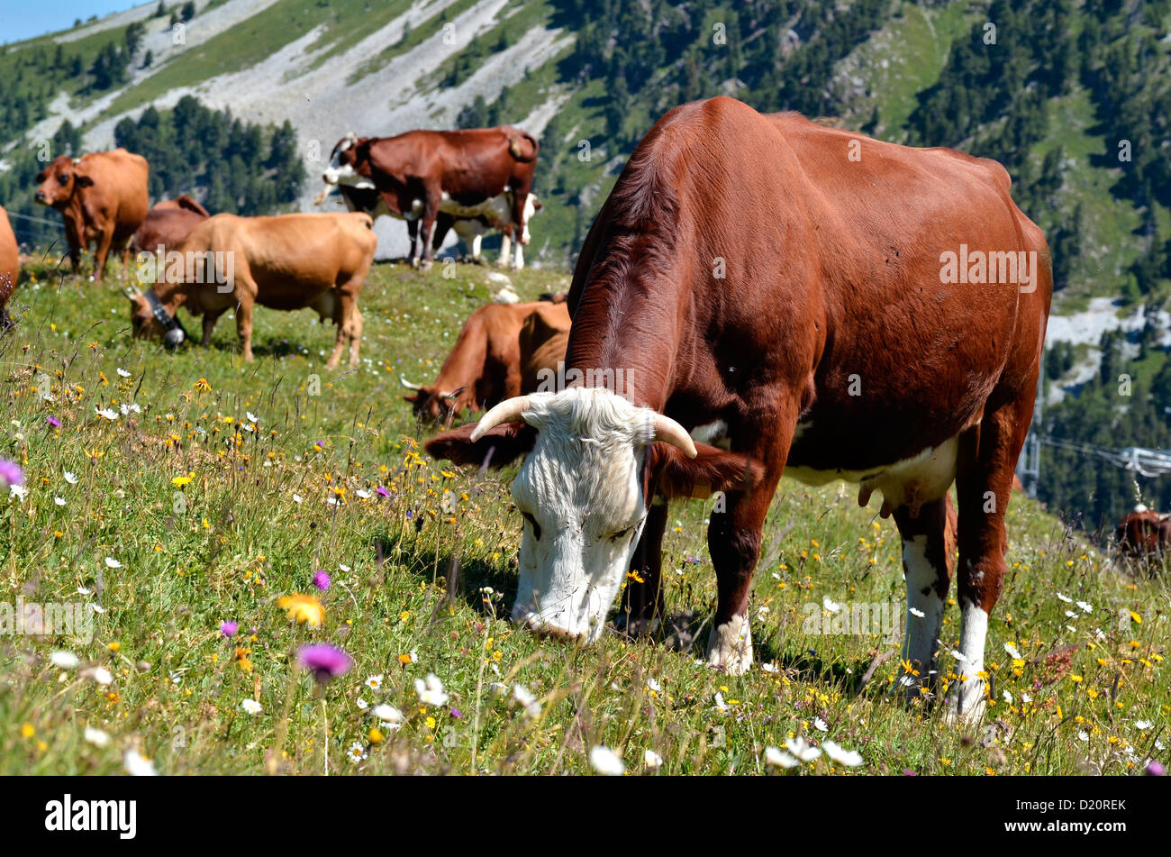 Abondance mucca al pascolo nelle Alpi francesi, Savoie department a La Plagne Foto Stock