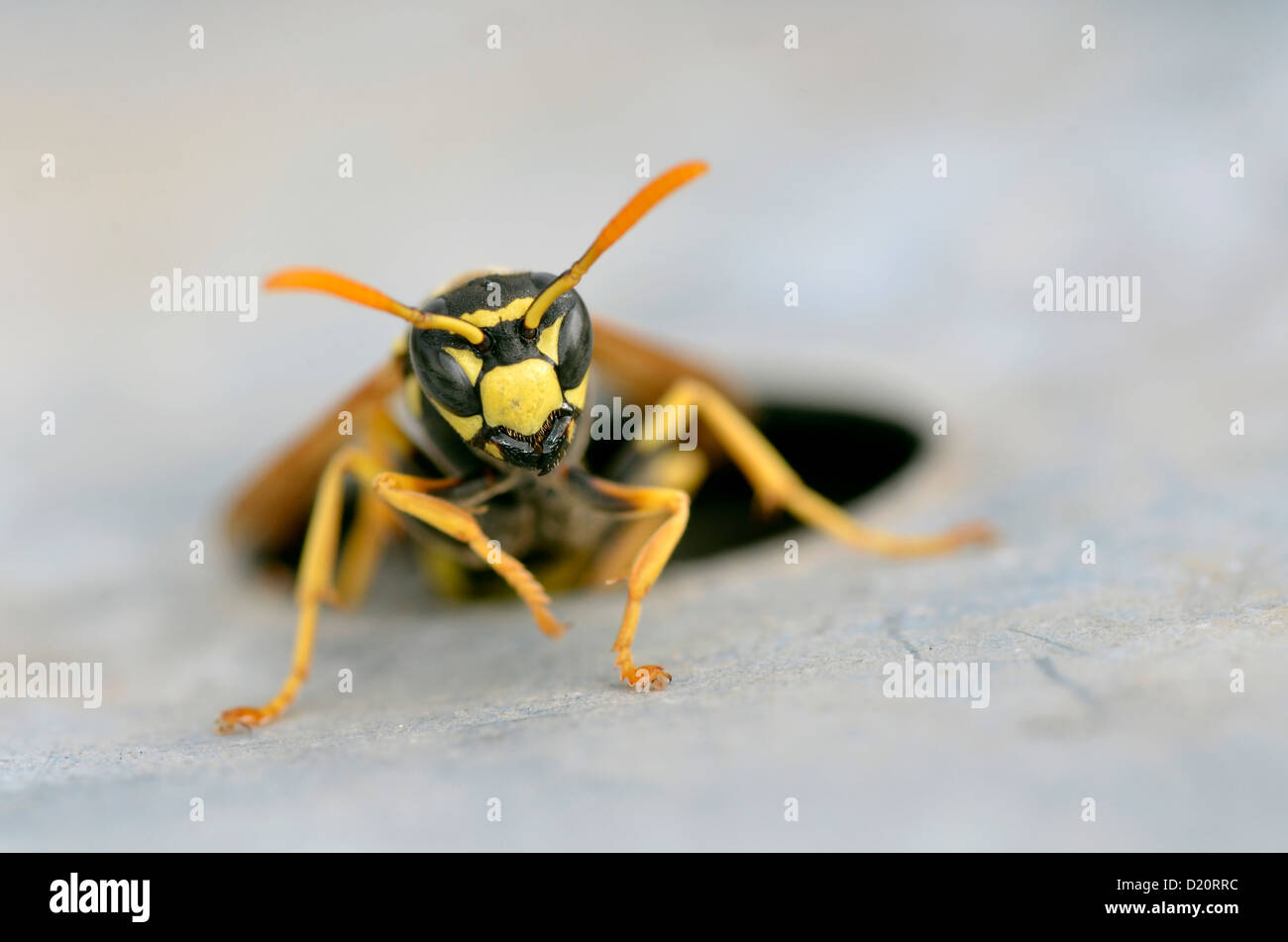 Macro della parte anteriore del wasp emergente dal suo foro Foto Stock