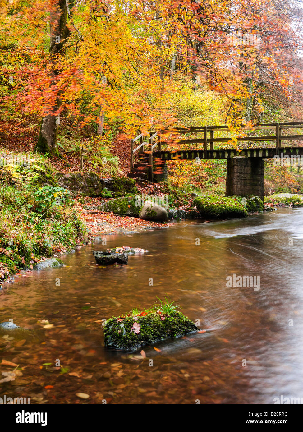 Ponte di cenere su Est Lyn fiume in legno Barton nel Parco Nazionale di Exmoor. Lynmouth, Devon, Inghilterra Foto Stock