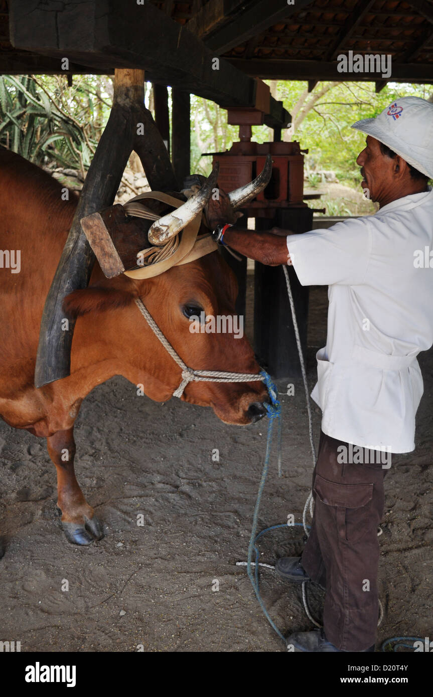 Vicino a Filadelfia (Costa Rica): Bull utilizzato per rendere il lavoro di una spremitura di canna da zucchero la macchina a Hacienda El Viejo Foto Stock